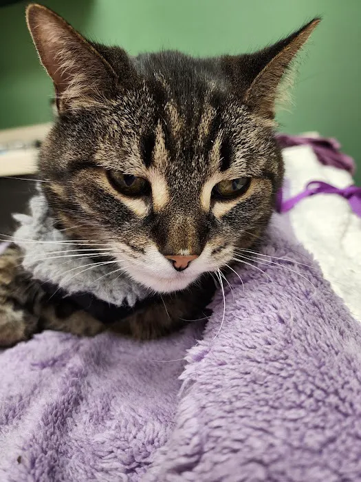 Greenville Animal Hospital Picture 6