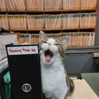Laingsburg Animal Hospital ico
