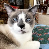 Ovid-Elsie Animal Clinic ico
