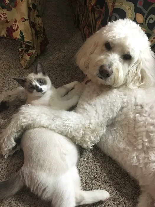 Ovid-Elsie Animal Clinic Picture 7