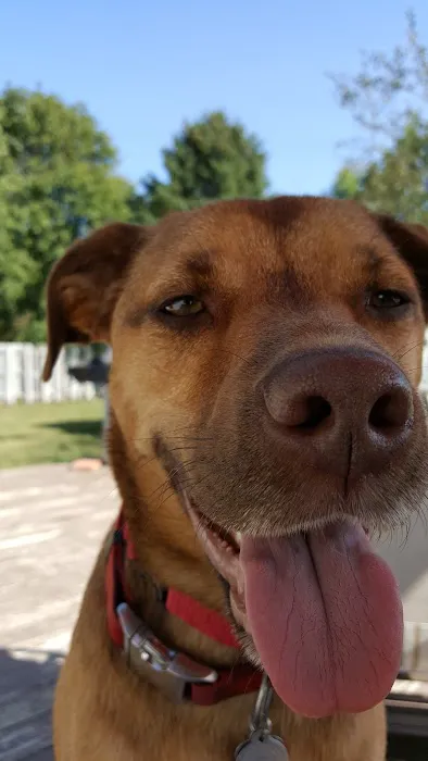 Ovid-Elsie Animal Clinic Picture 5