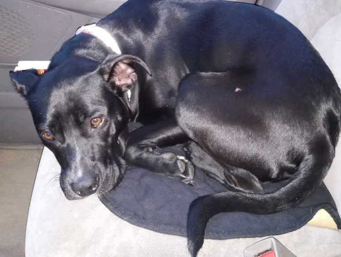 Ithaca Animal Hospital Picture 4