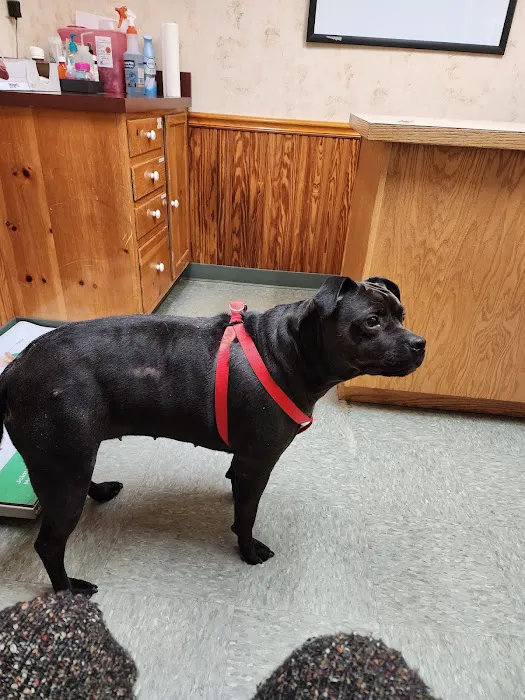 Ithaca Animal Hospital Picture 6