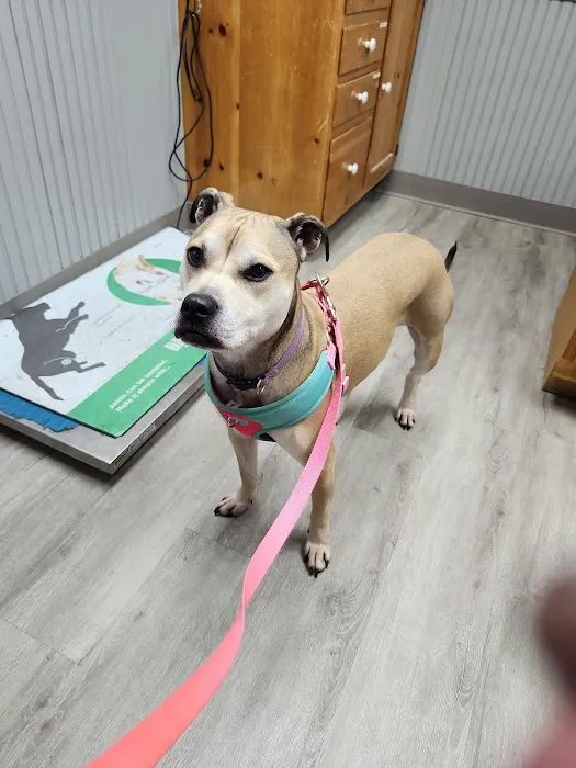 Ithaca Animal Hospital Picture 9