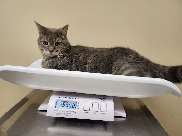State Road Animal Hospital Picture 2