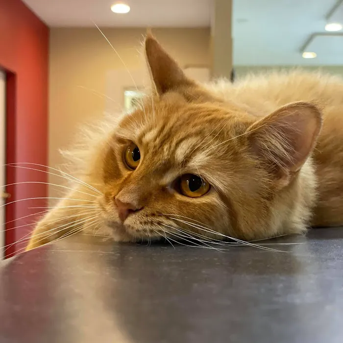 State Road Animal Hospital Picture 3