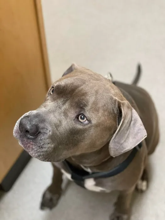 State Road Animal Hospital Picture 6