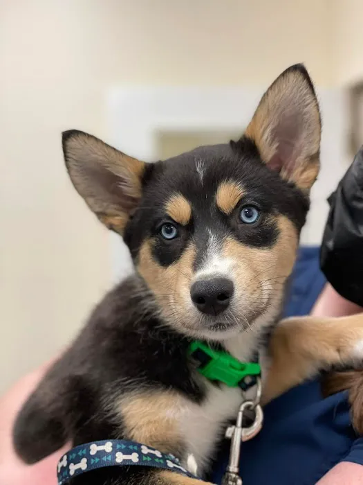 State Road Animal Hospital Picture 9