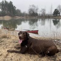 Mid Michigan Animal Clinic ico
