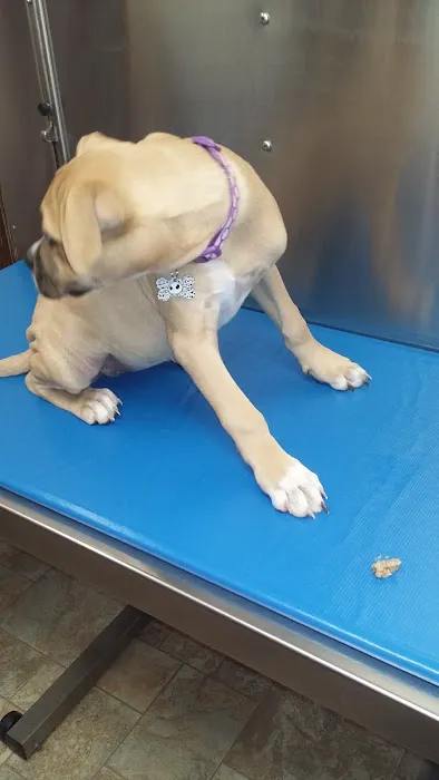 Mid Michigan Animal Clinic Picture 9