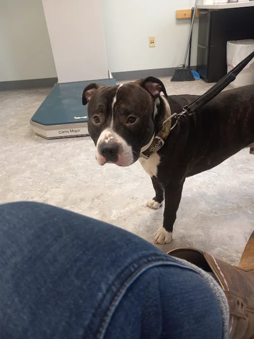 Town & Country Veterinary Hospital Picture 2