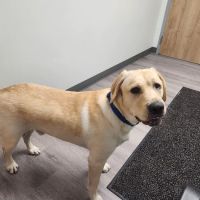 Allegan Veterinary Clinic ico