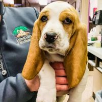 Woodland Veterinary Center ico
