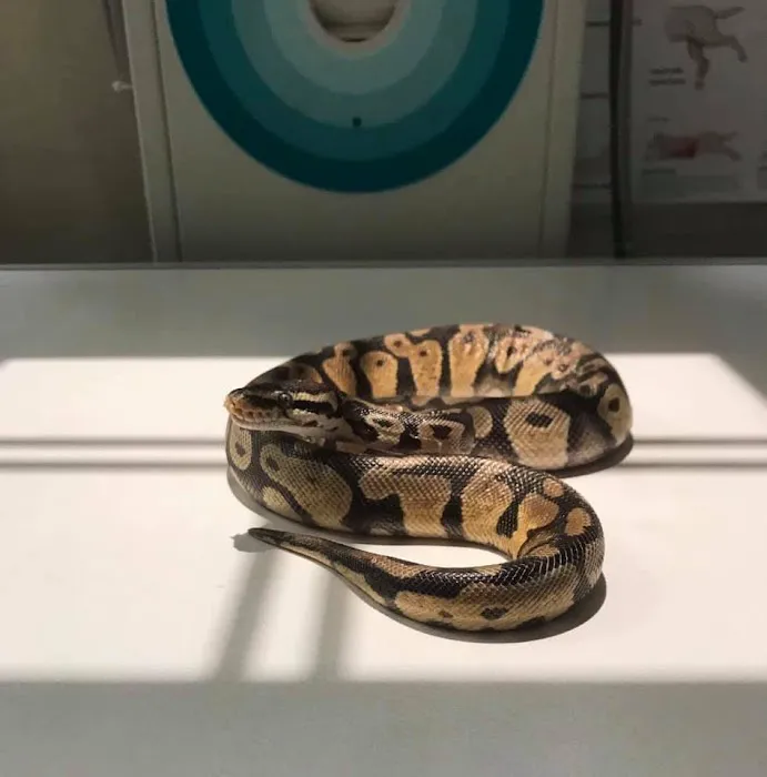 Woodland Veterinary Center Picture 4