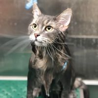 Michigan City Animal Hospital ico