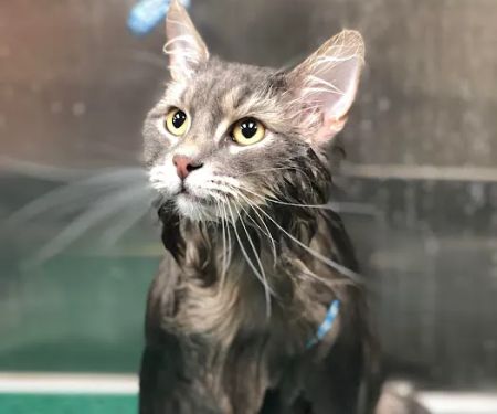 Michigan City Animal Hospital