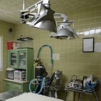 Animal Wellness Clinic ico