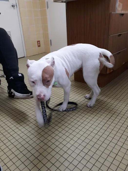 Animal Wellness Clinic Picture 4