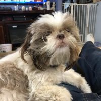 New Buffalo Animal Hospital, Inc. ico