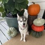 Animal Wellness Center of Athens