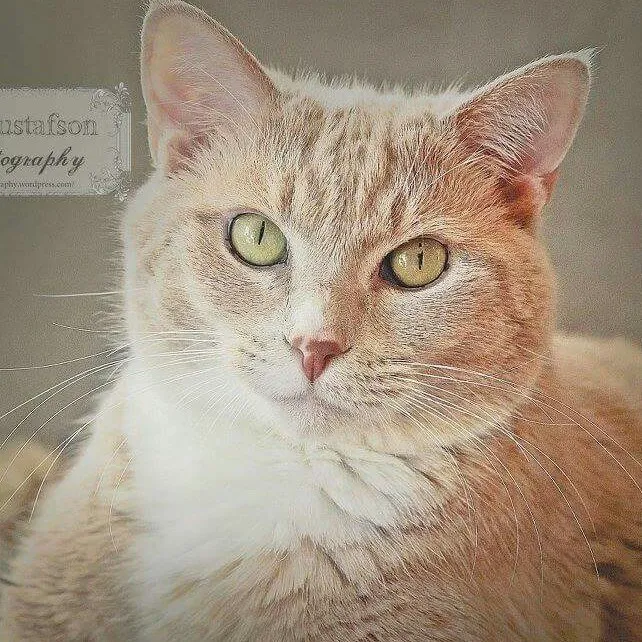 Hope Animal Medical Center Picture 6