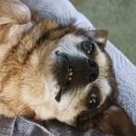 Twin Oaks Animal Hospital