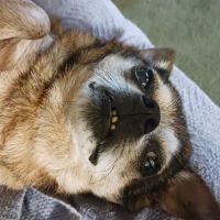 Twin Oaks Animal Hospital ico