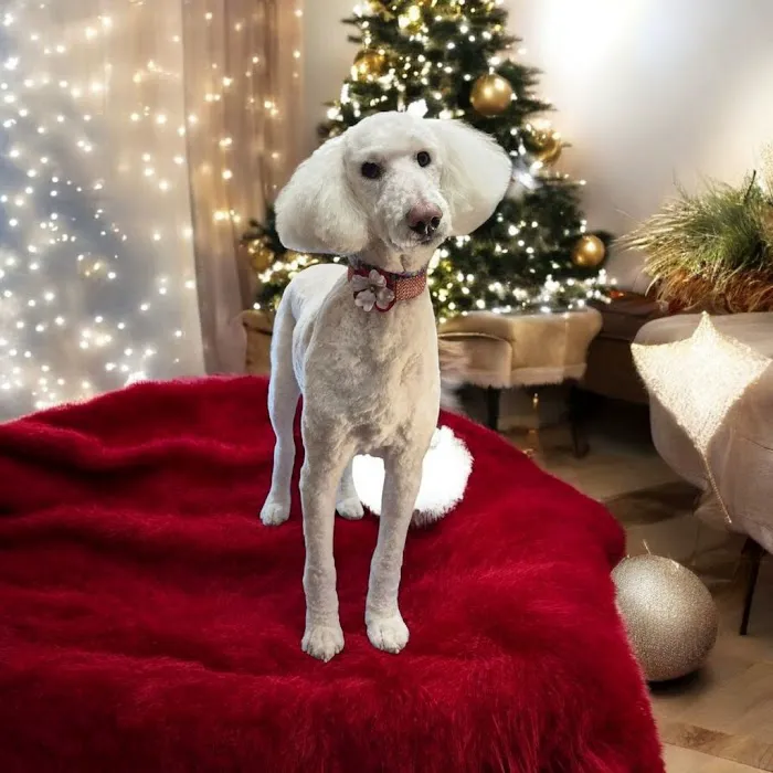 Hoof-N-Paw Veterinary Services Picture 3