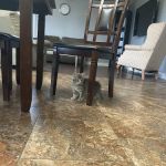 Hoof-N-Paw Veterinary Services