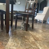 Hoof-N-Paw Veterinary Services ico