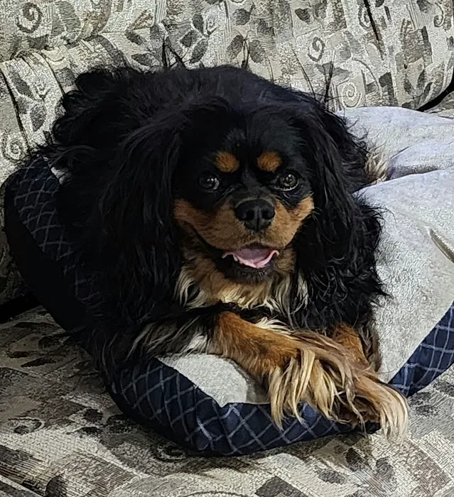 Four Paws Animal Hospital Picture 1