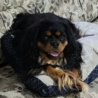 Four Paws Animal Hospital ico