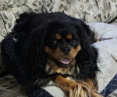 Four Paws Animal Hospital