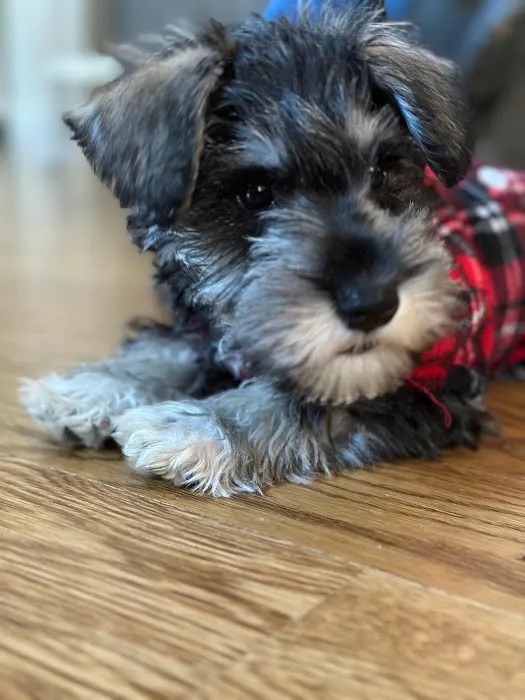 Four Paws Animal Hospital Picture 7