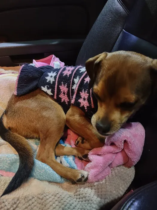 Four Paws Animal Hospital Picture 5