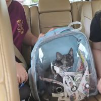 Leftover Pets d/b/a The Pet Mechanics ico