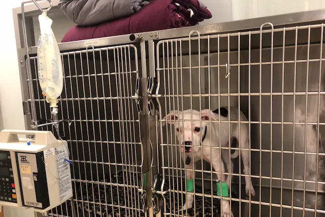 Animal Emergency Care of Braselton Picture 7