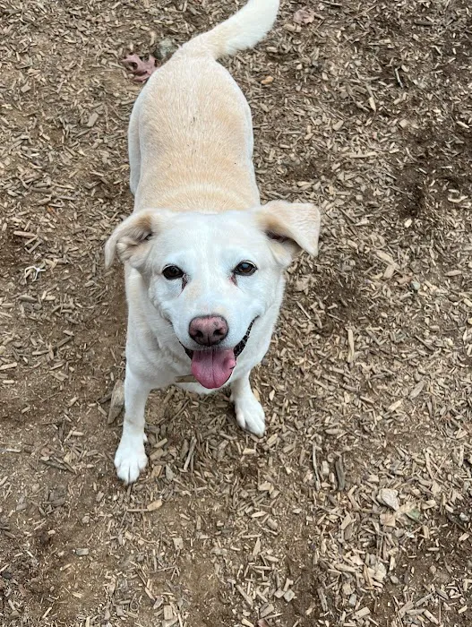 Best Friend Veterinary & Pet Lodge Picture 1