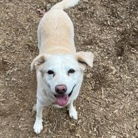 Best Friend Veterinary & Pet Lodge ico