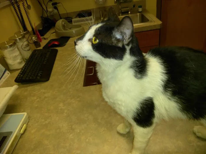 Best Friend Veterinary & Pet Lodge Picture 5
