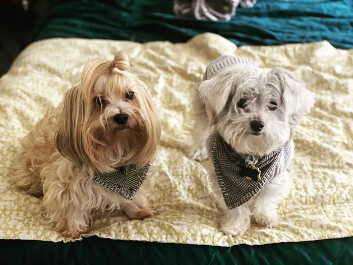 Best Friend Veterinary & Pet Lodge Picture 6