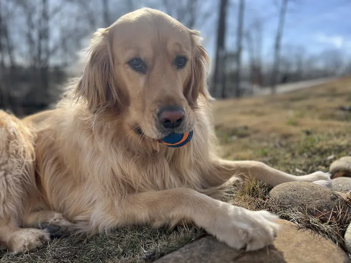 Best Friend Veterinary & Pet Lodge Picture 7