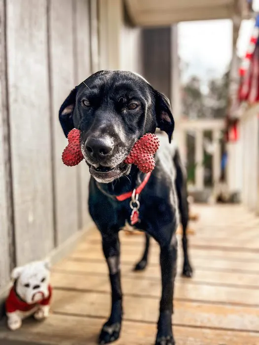 Best Friend Veterinary & Pet Lodge Picture 8