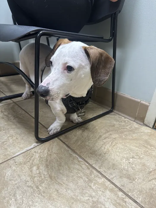 Best Friend Veterinary & Pet Lodge Picture 9