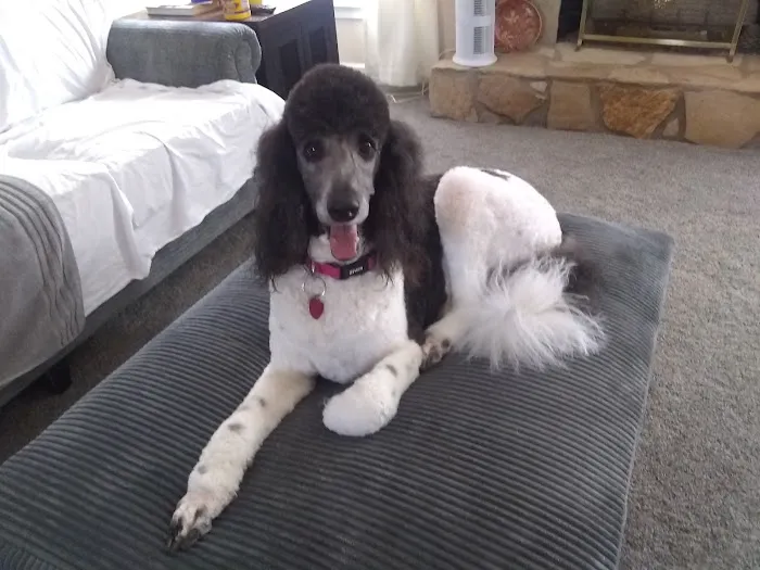 Chateau Animal Hospital Picture 5