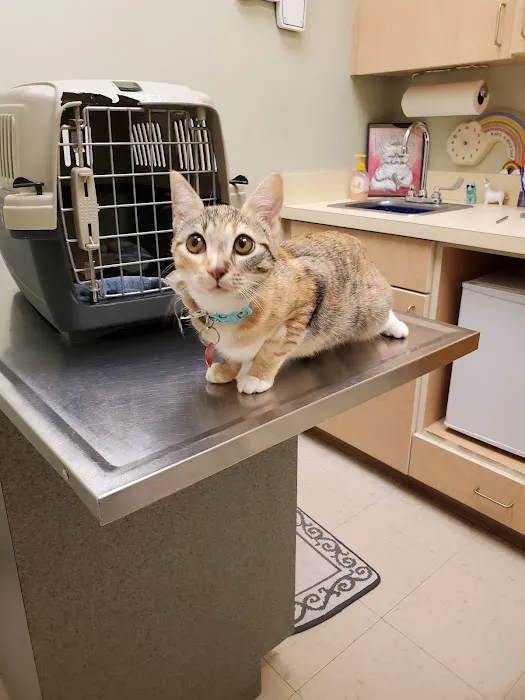 Shallowford Animal Hospital Picture 3