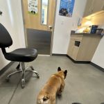 Thrive Pet Healthcare - Marietta