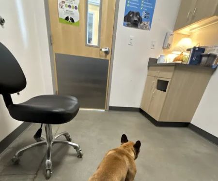Thrive Pet Healthcare - Marietta