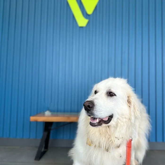 Thrive Pet Healthcare - Marietta Picture 5
