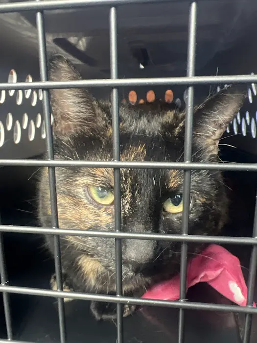 Thrive Pet Healthcare - Marietta Picture 8